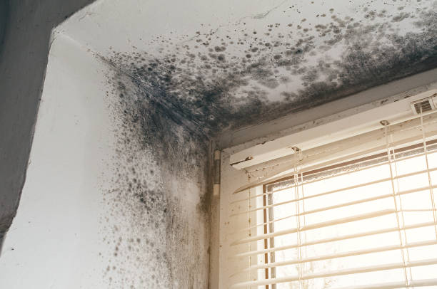 Affordable Hvac And Air Duct Mold Remediation solutions in Geneva, WA